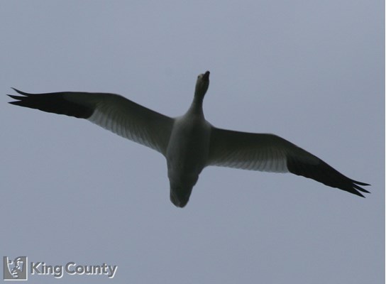 Photo of Chen caerulescens